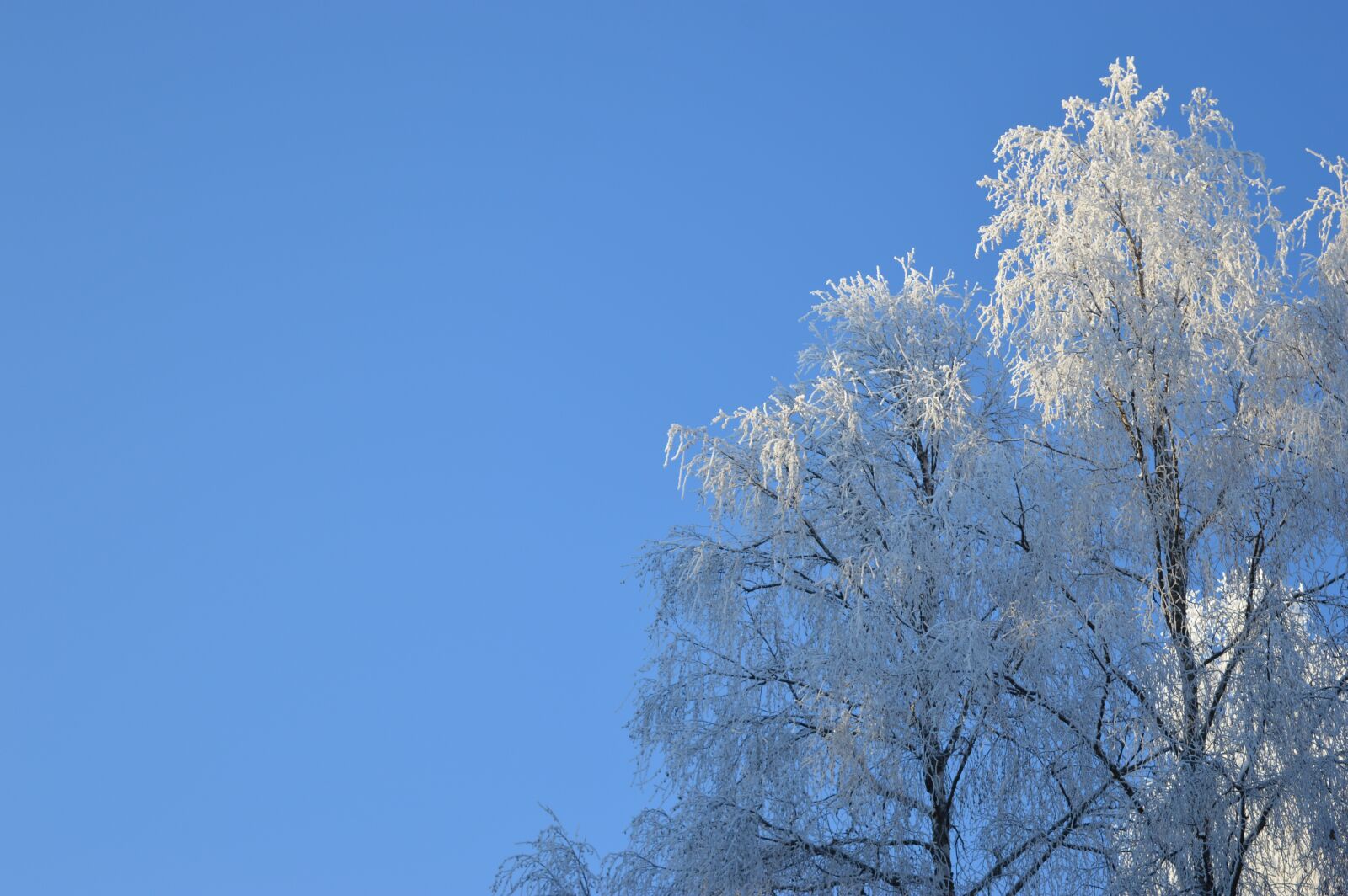 Nikon D3200 sample photo. Sky, trees, cold photography