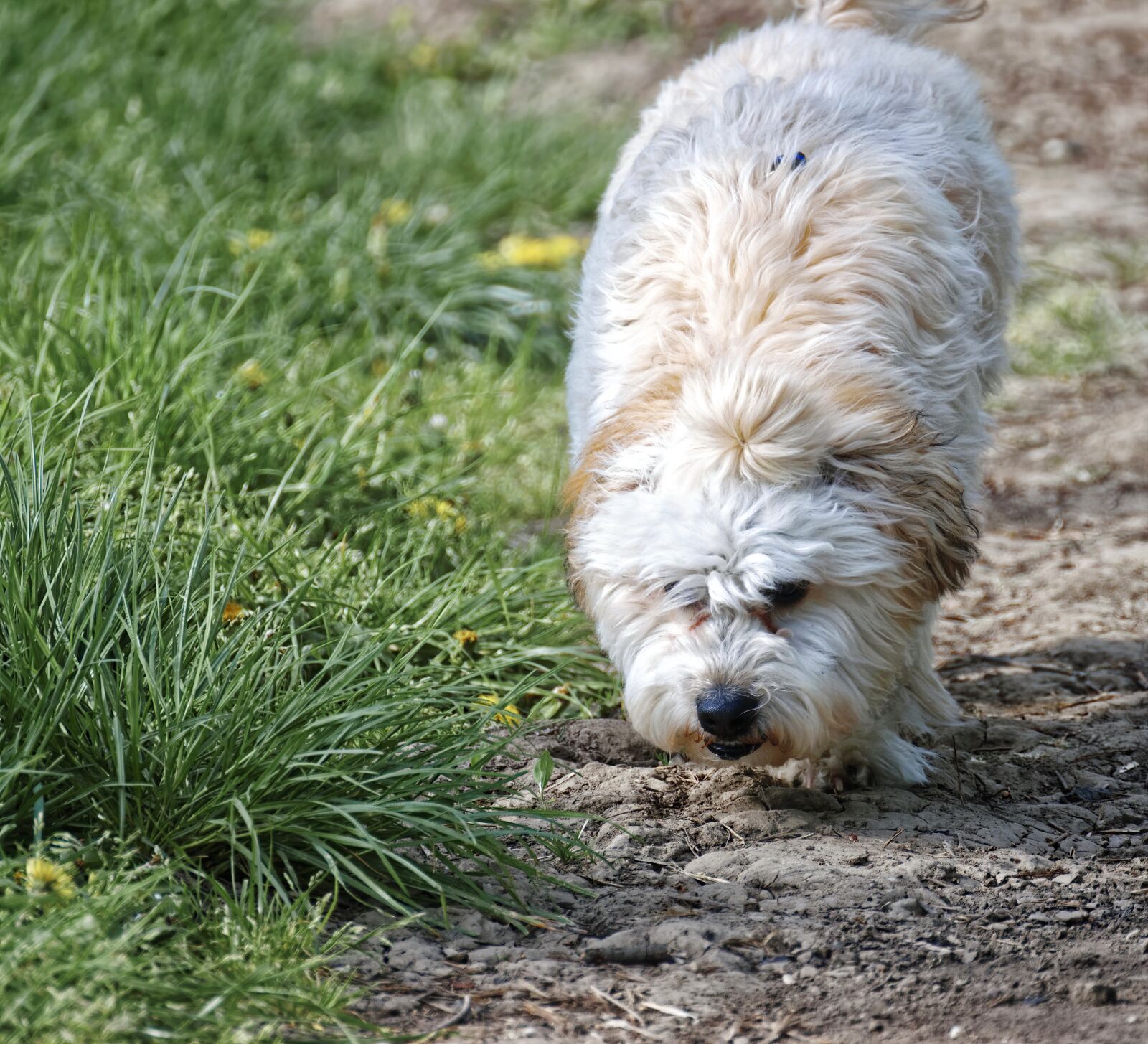 Nikon D5300 sample photo. Dog, pet, domestic photography