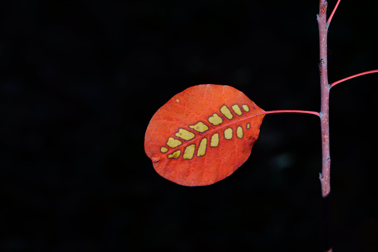 Sony a7R II + Sony FE 24-240mm F3.5-6.3 OSS sample photo. Leaf, wig brush, autumn photography