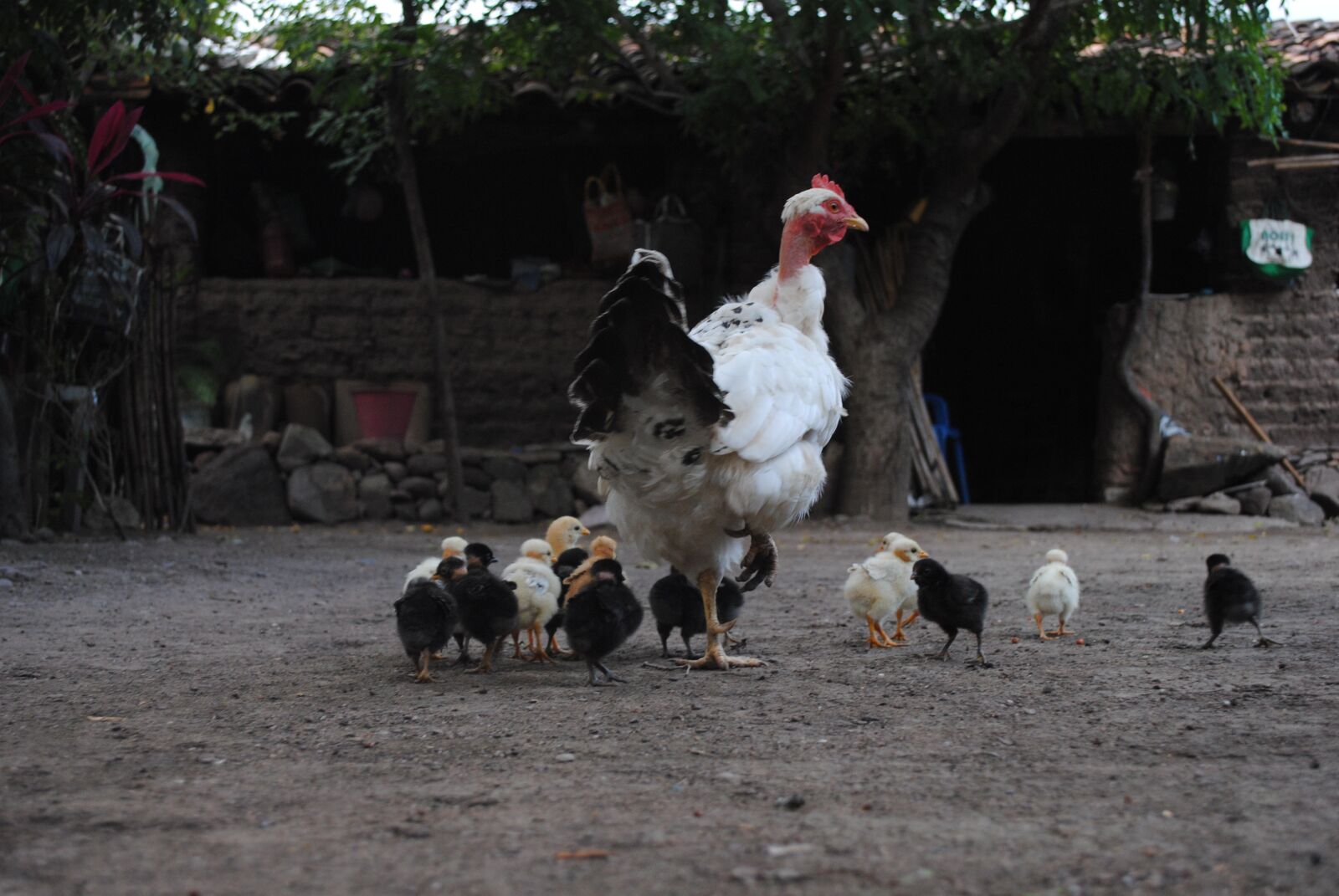 Nikon D3000 sample photo. Hen, chicks, regional fauna photography