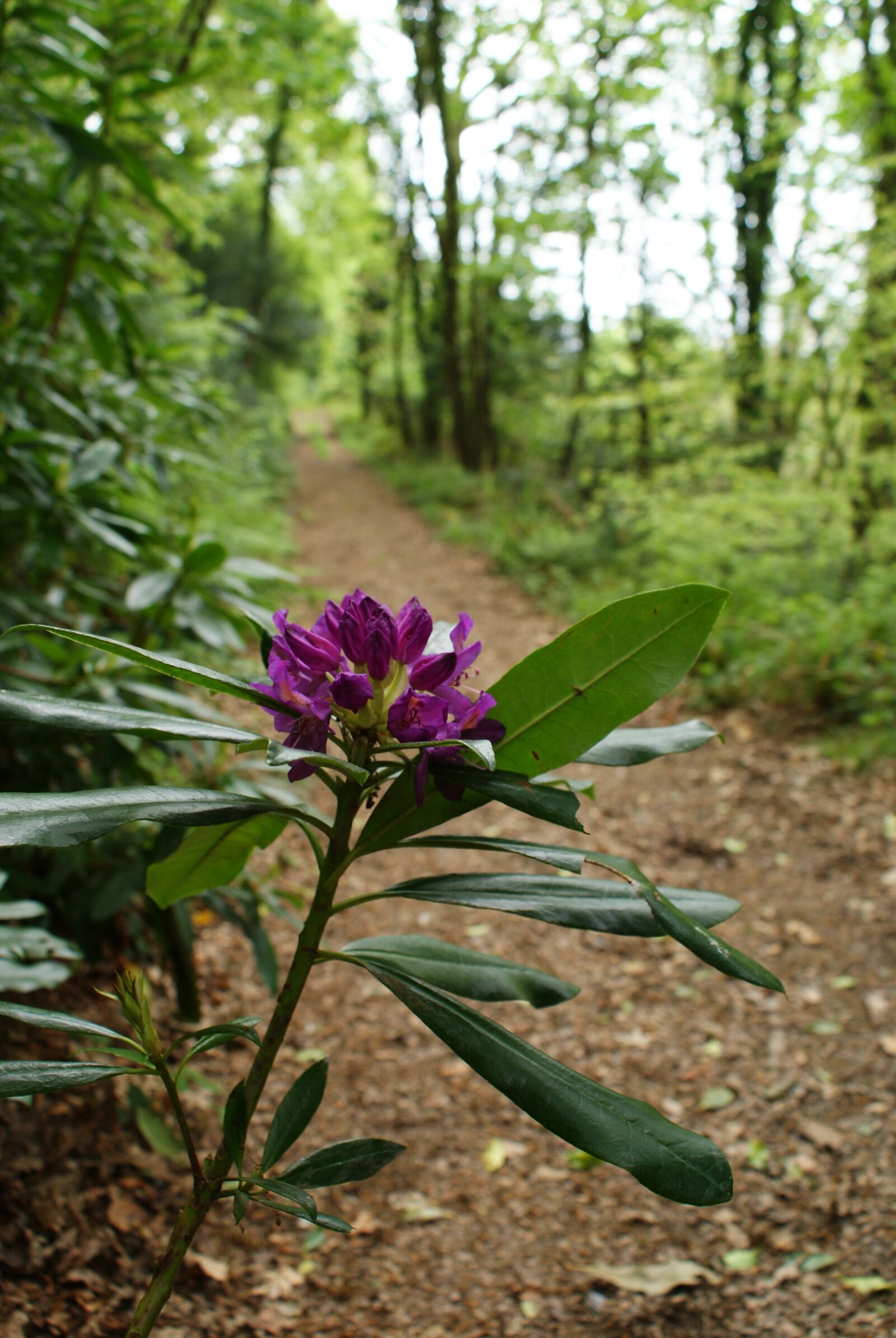 Sony Alpha DSLR-A300 sample photo. Rhododendron, path, hike photography