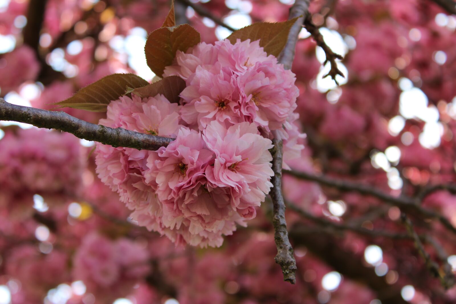 Canon EOS 2000D (EOS Rebel T7 / EOS Kiss X90 / EOS 1500D) sample photo. Cherry blossom, japanese cherry photography