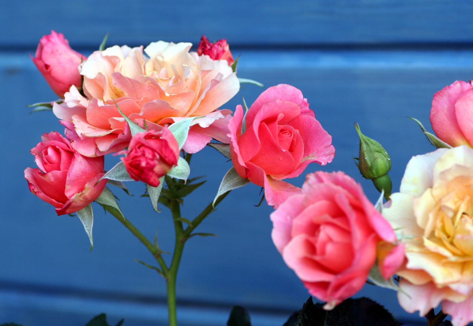 Canon EOS 350D (EOS Digital Rebel XT / EOS Kiss Digital N) sample photo. Flowers, roses, stems photography