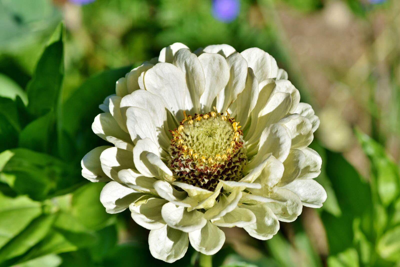 Nikon D7200 sample photo. Zinnia, blossom, bloom photography