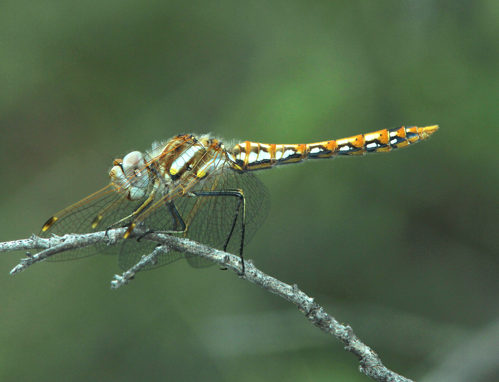Canon EF 300mm F4L IS USM sample photo