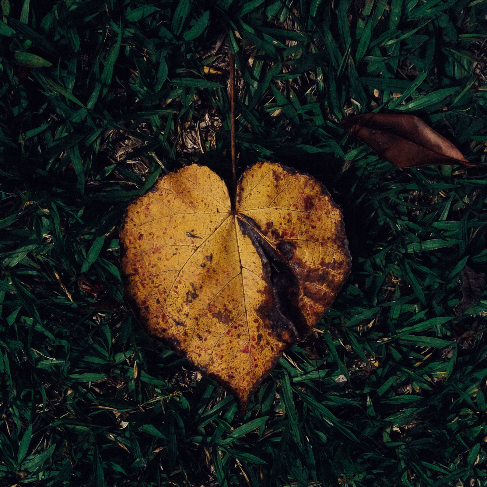 Lenovo VIBE X3 LITE sample photo. Autumn, leaf, beautiful, beautiful photography