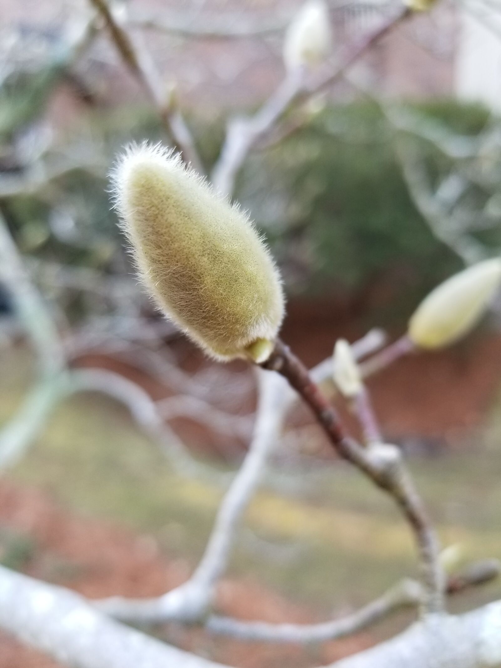 Samsung Galaxy S8+ sample photo. Nature, flora, outdoors photography