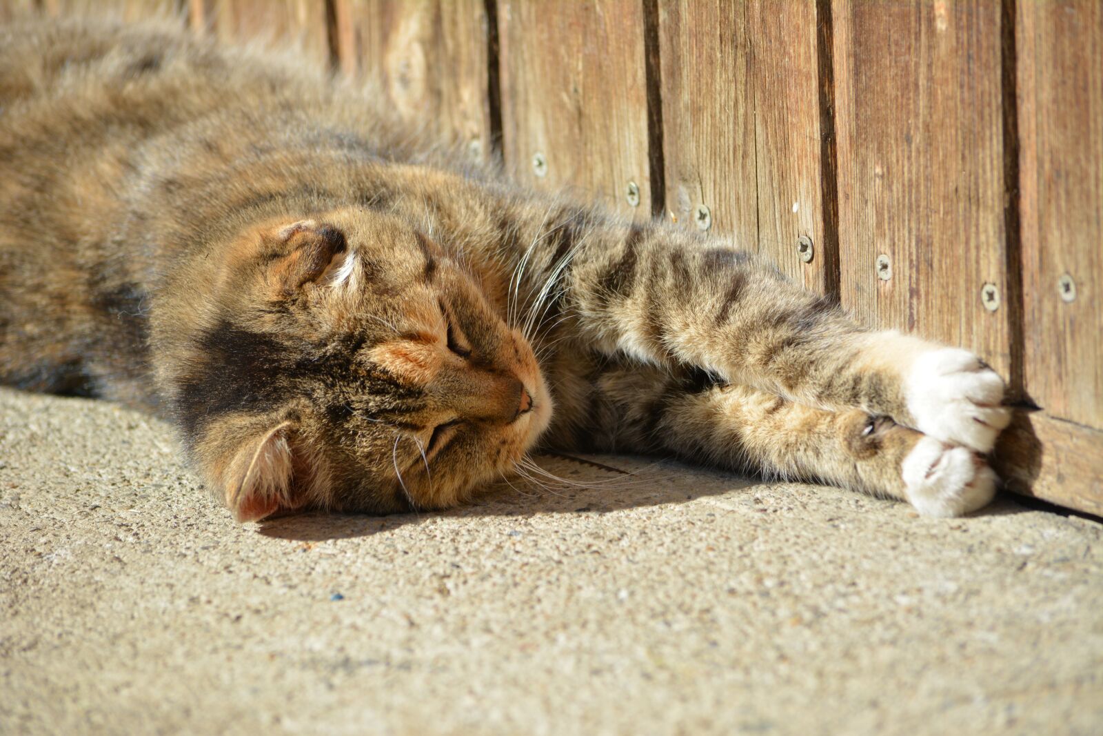 Nikon D5200 sample photo. Cat, home, lies photography