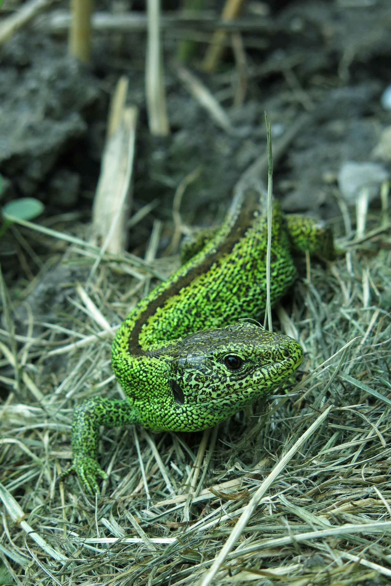 Canon PowerShot G15 sample photo. Lizard, green, animal photography