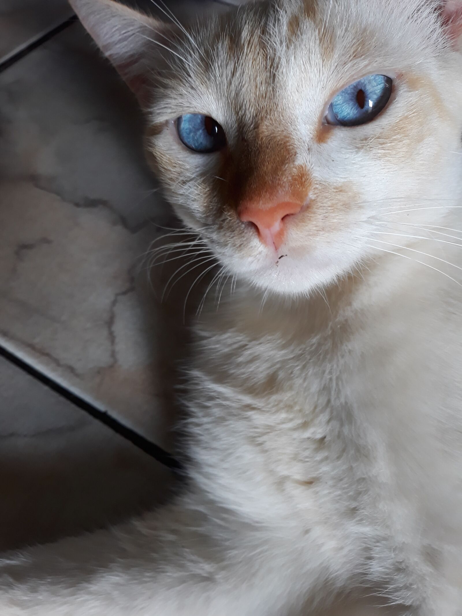 Samsung Galaxy J7 Pro sample photo. Cat, white, animals photography