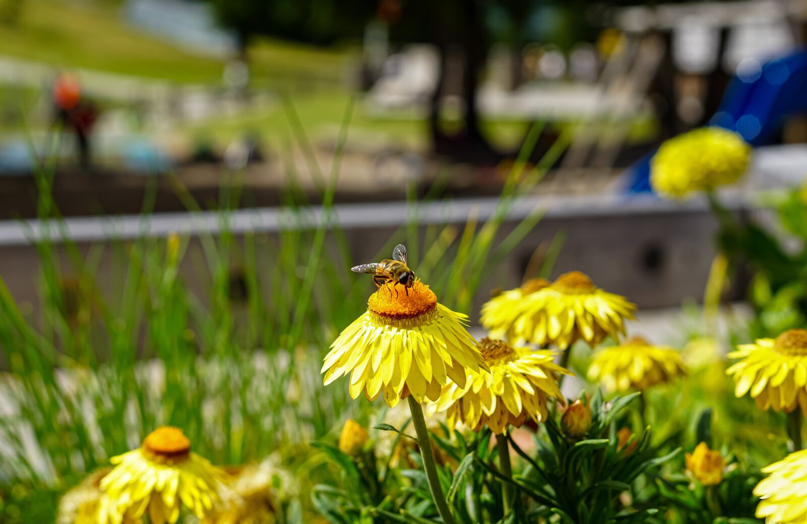 Samyang AF 35mm F1.4 FE sample photo. Bee, flower, nectar photography