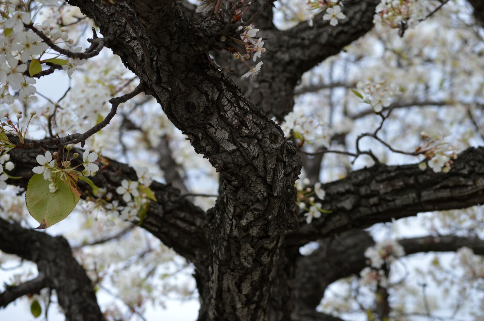Nikon D3200 sample photo. Tree, trunk, flowers photography