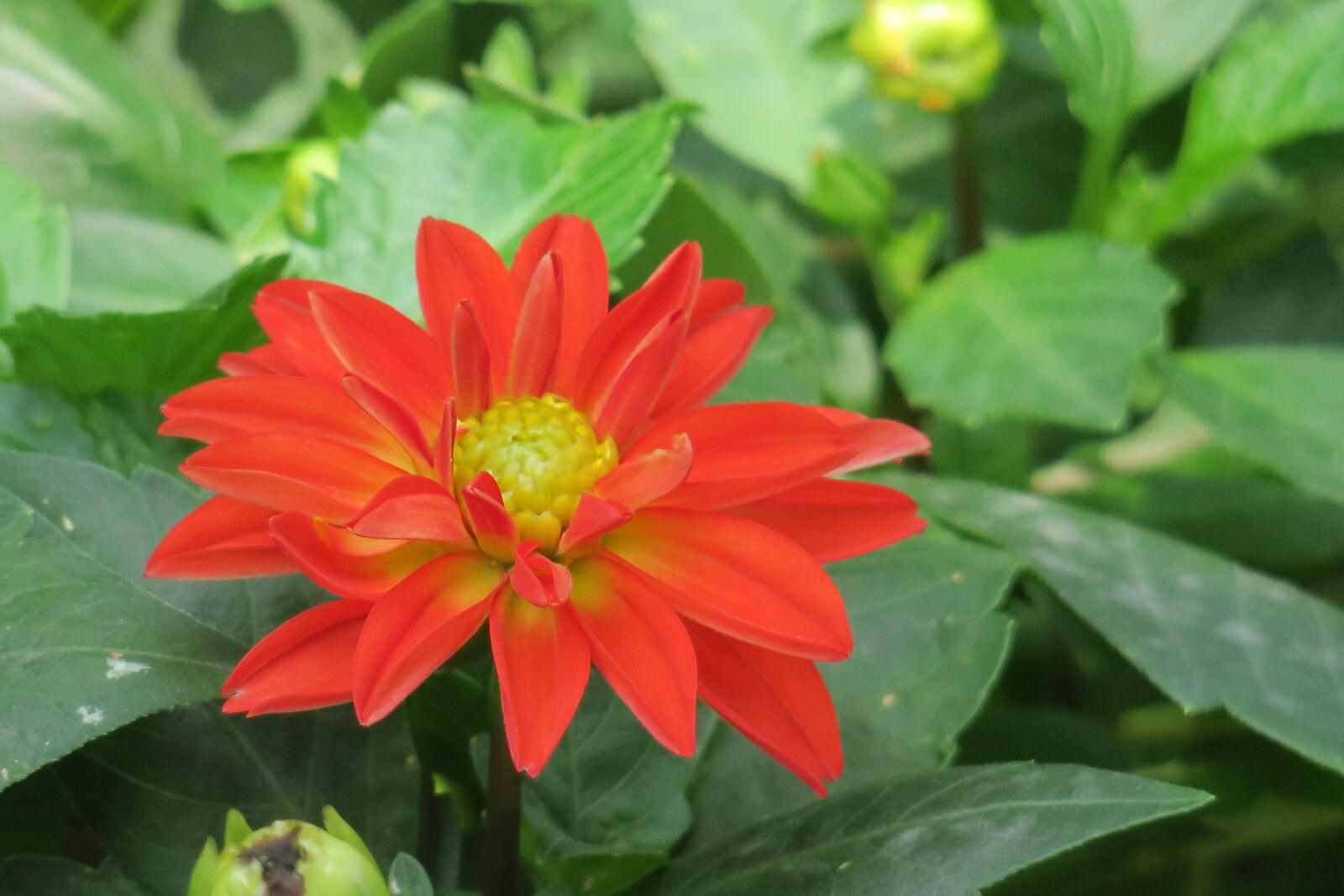 Canon PowerShot G3 X sample photo. Dahlia, nature, plant photography