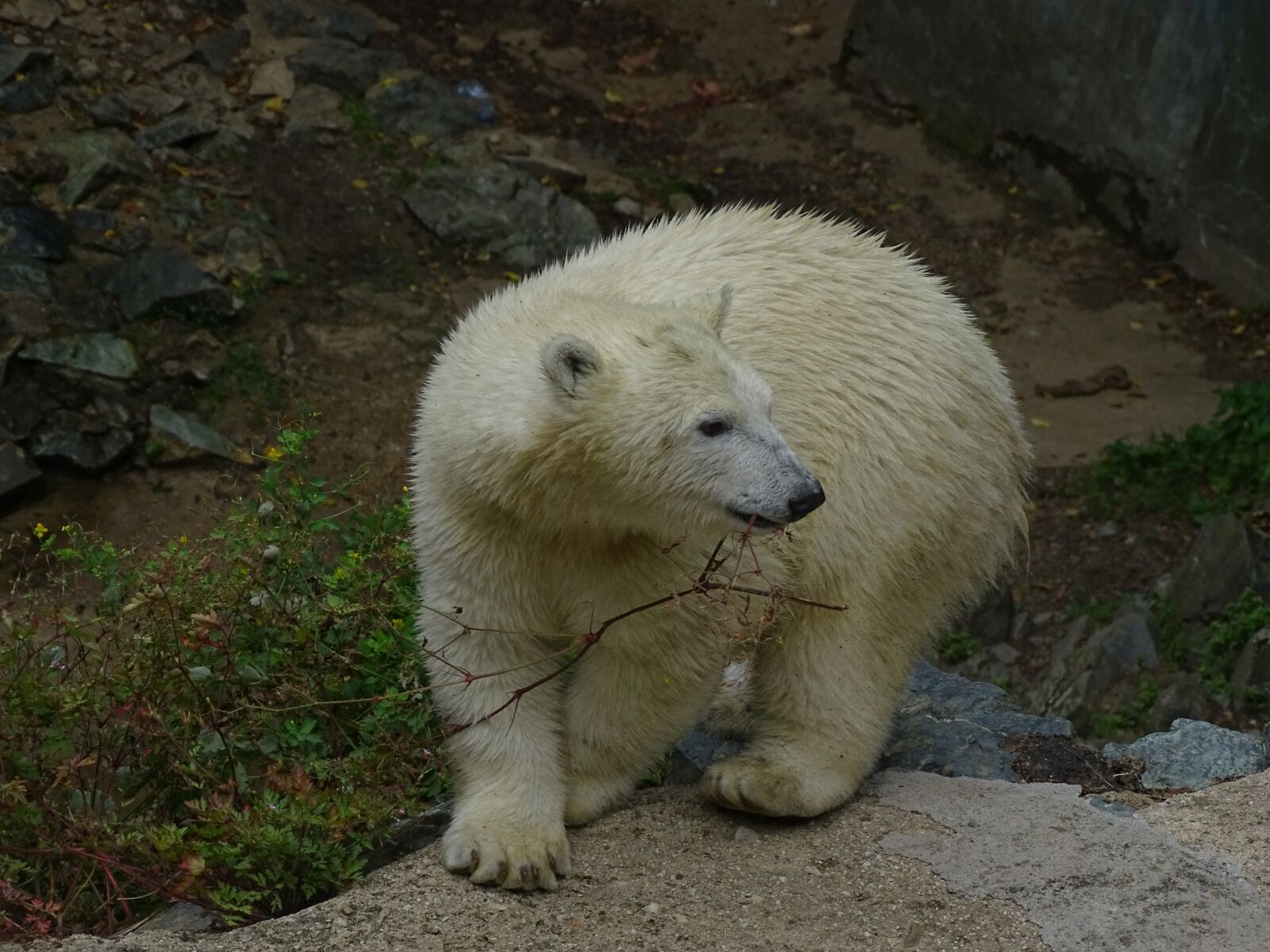 Sony Cyber-shot DSC-HX400V sample photo. Polar bear, cub, cute photography