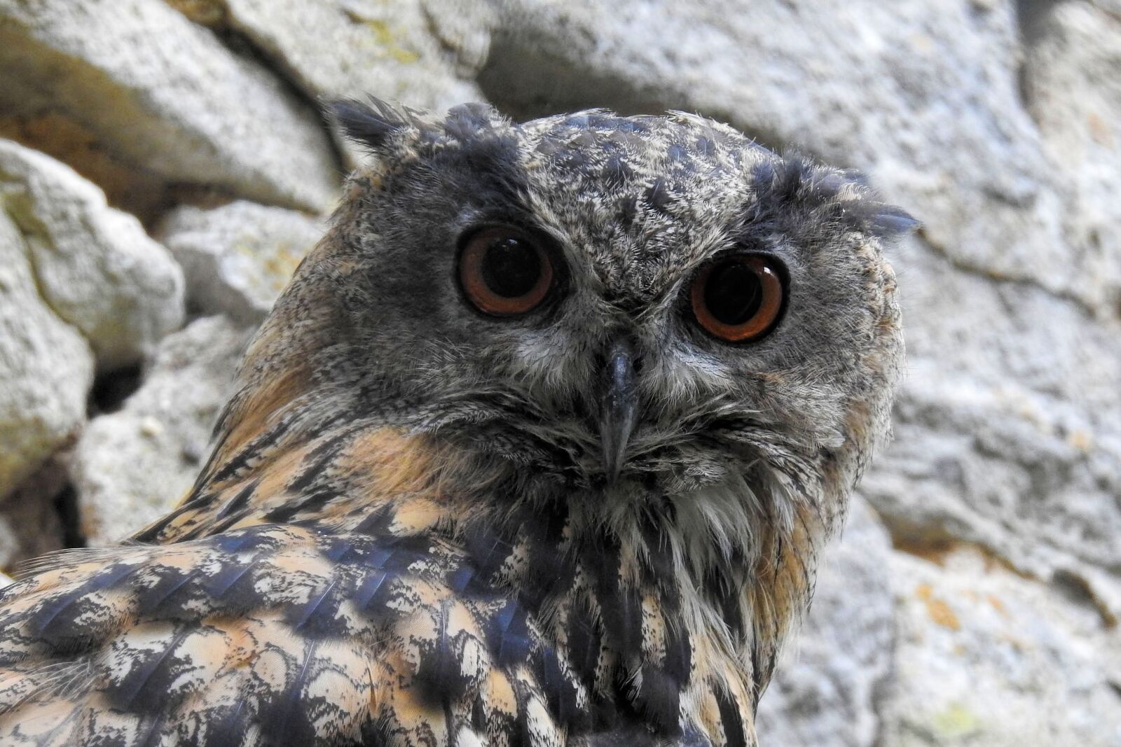 Nikon Coolpix P900 sample photo. Eagle owl, owl, bird photography