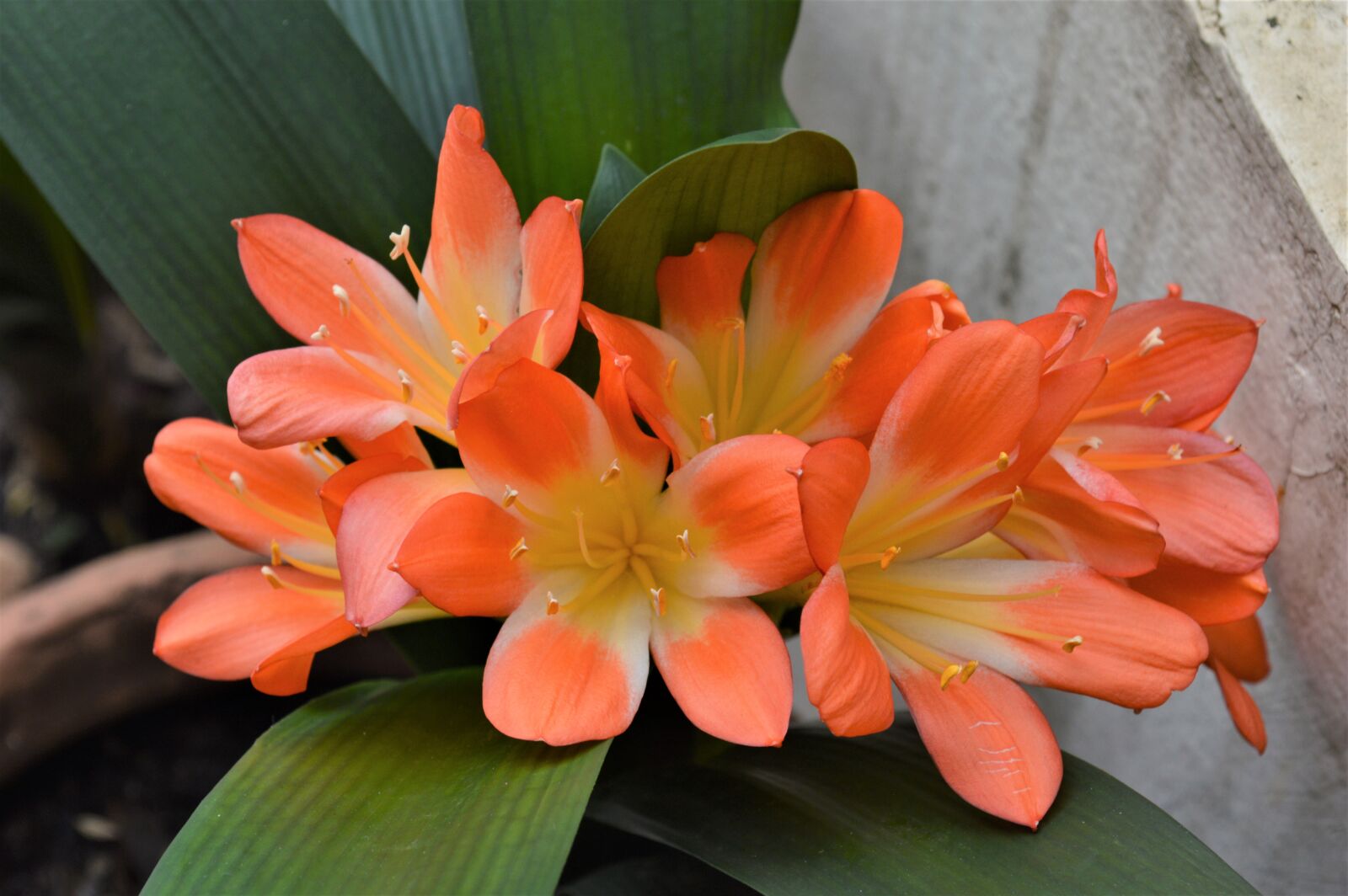 Nikon D3200 sample photo. Flower, plant, nature photography