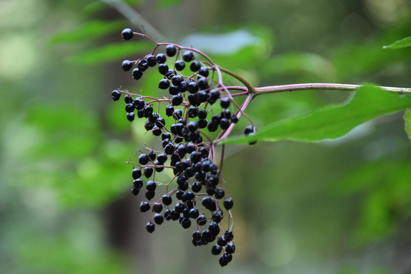 Nikon D5600 sample photo. Tree, bush, branch photography