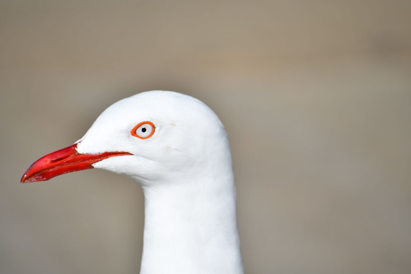 Nikon D7500 sample photo. A white bird, bird photography