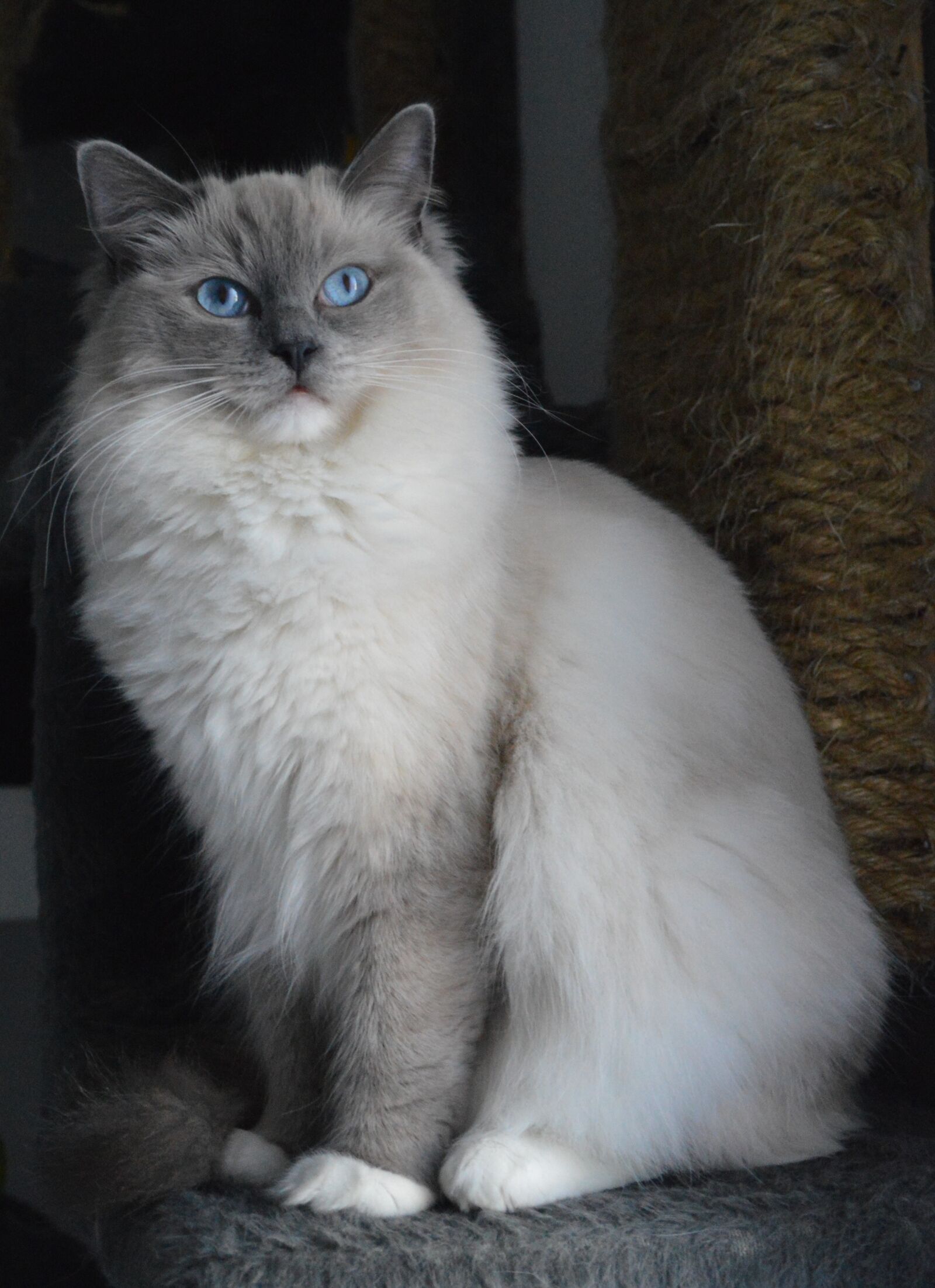 Nikon D3200 sample photo. Ragdoll, cat, kittens photography