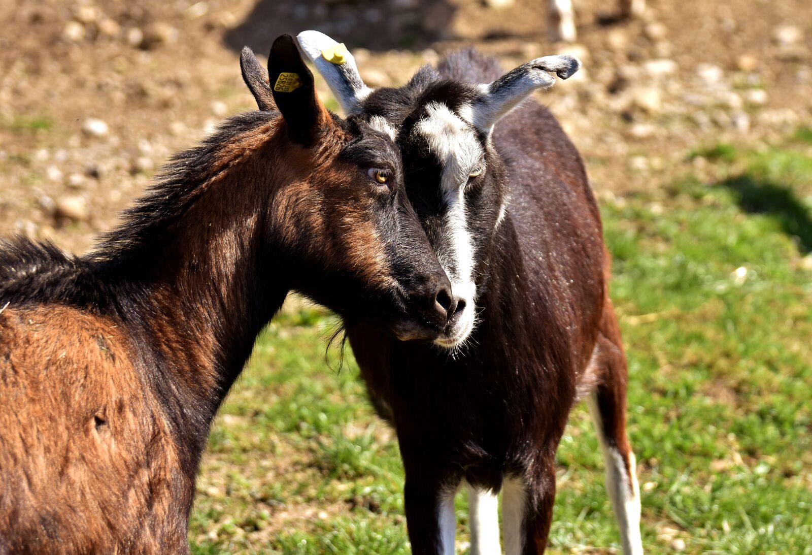 Nikon D7200 sample photo. Goats, pair, smooch photography