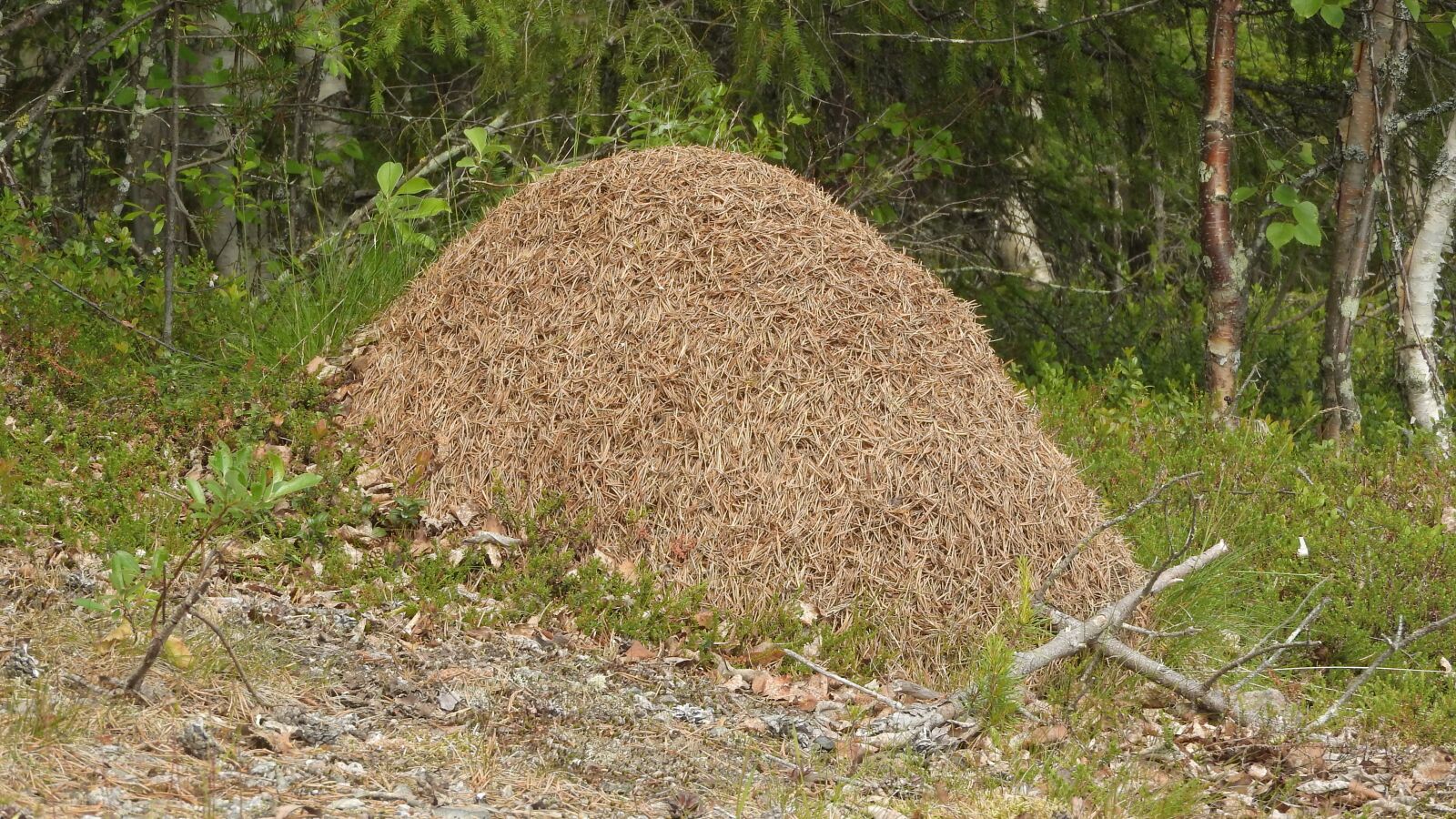 Nikon Coolpix P610 sample photo. The anthill, a bunch photography