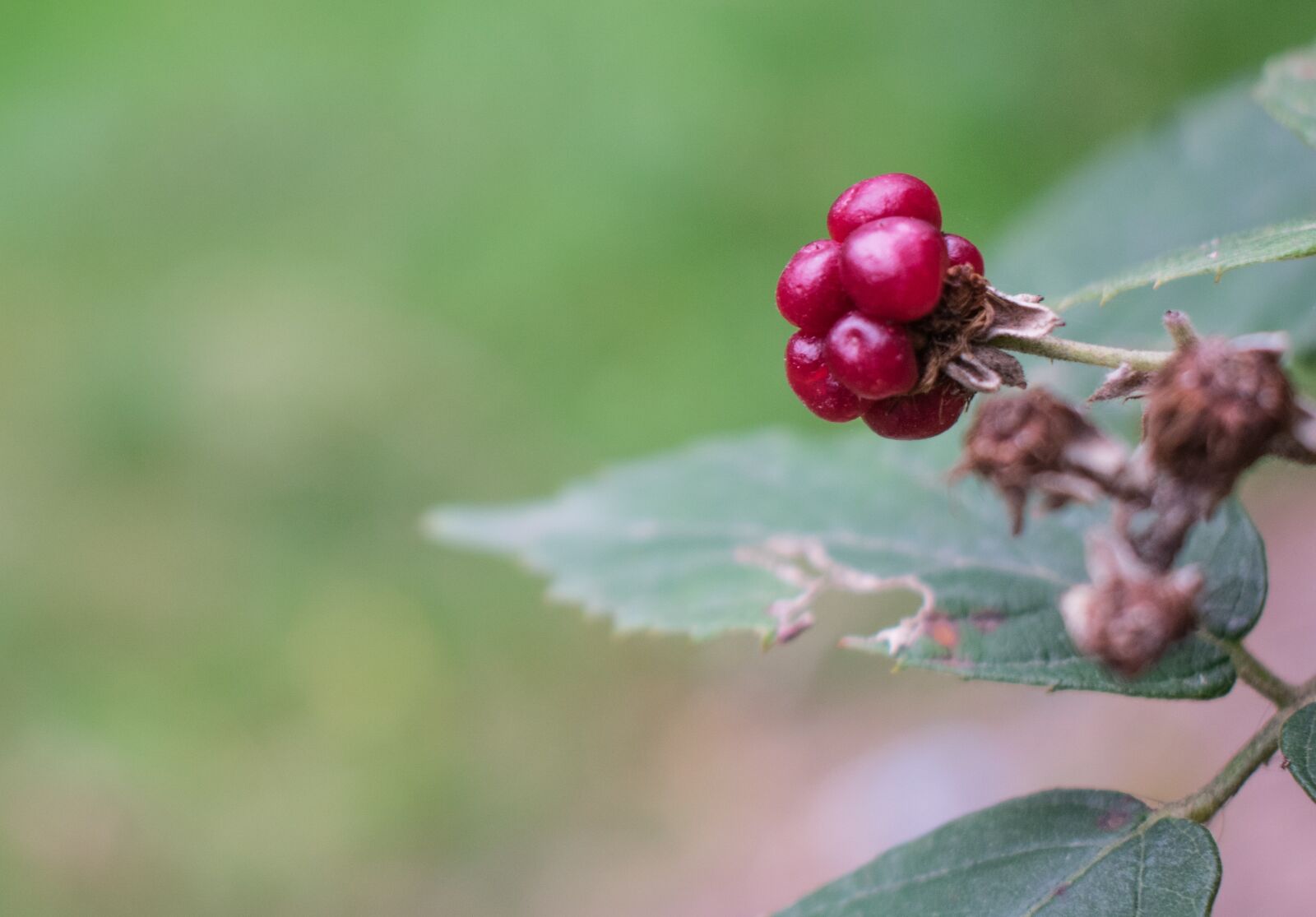 Nikon D3400 sample photo. Raspberry, macro, berry photography