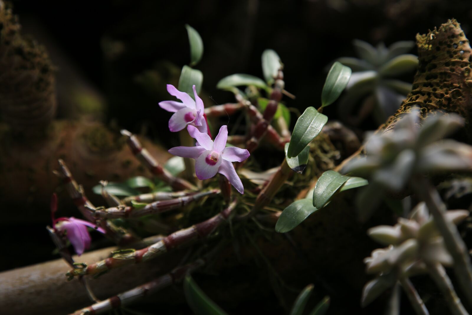 Canon EOS 6D + Canon EF 24-105mm F4L IS USM sample photo. I, orchid, flowers photography