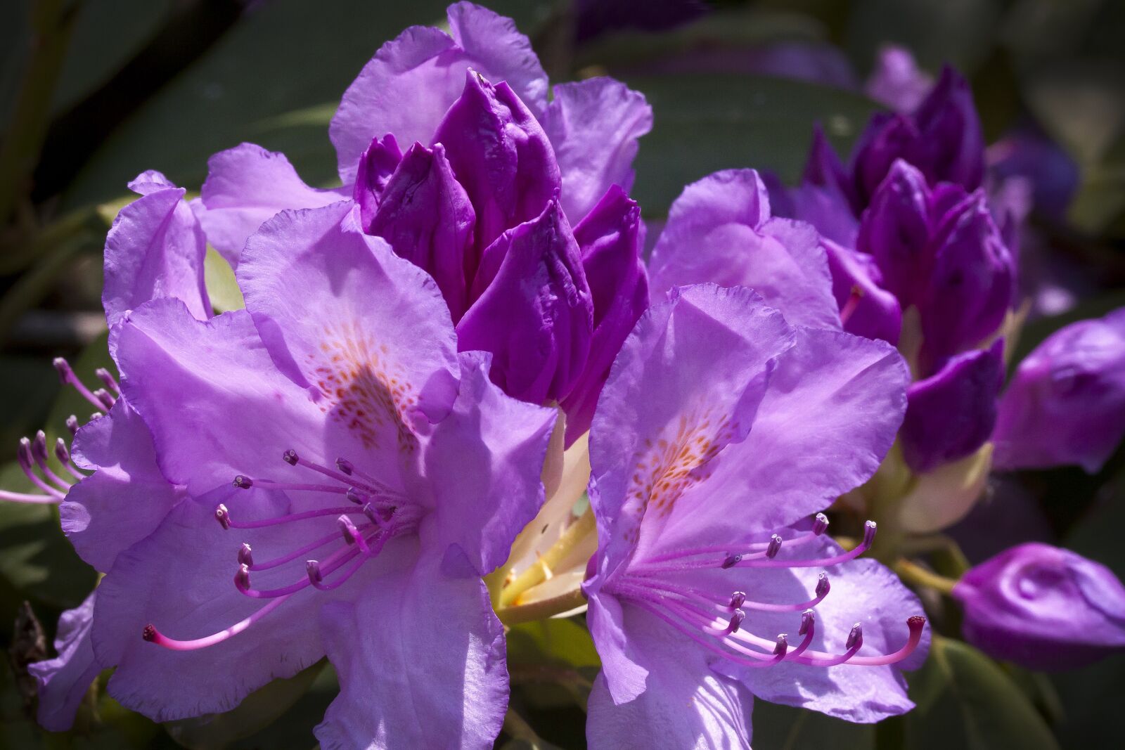 Canon EOS 50D + Canon EF-S 60mm F2.8 Macro USM sample photo. Rhododendron, traub notes, doldentraub photography
