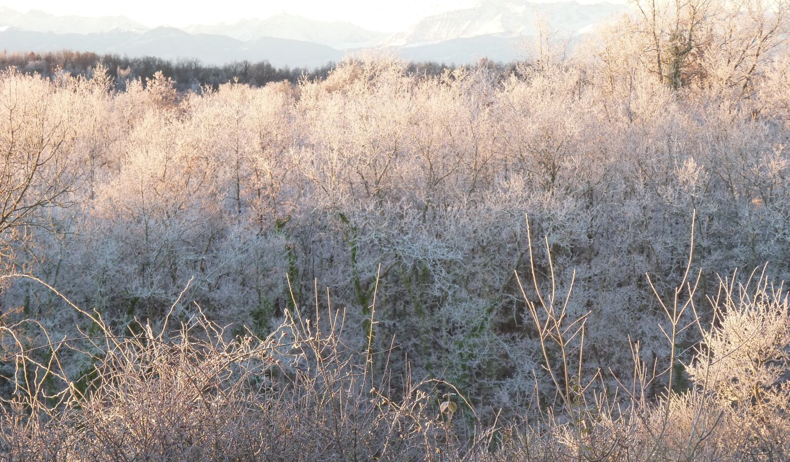 Panasonic Lumix DMC-FZ35 (Lumix DMC-FZ38) sample photo. Frost, gel, winter photography