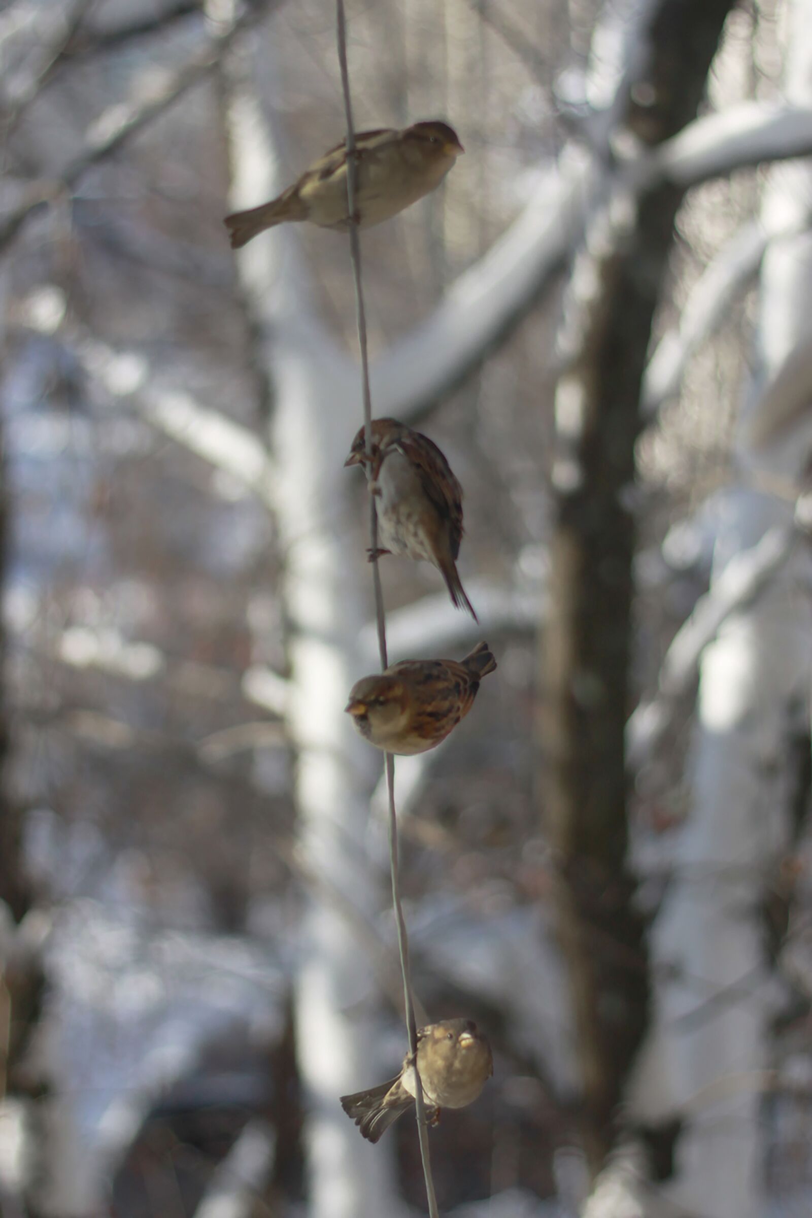 Canon EOS 50D sample photo. Sparrows, winter, russia photography