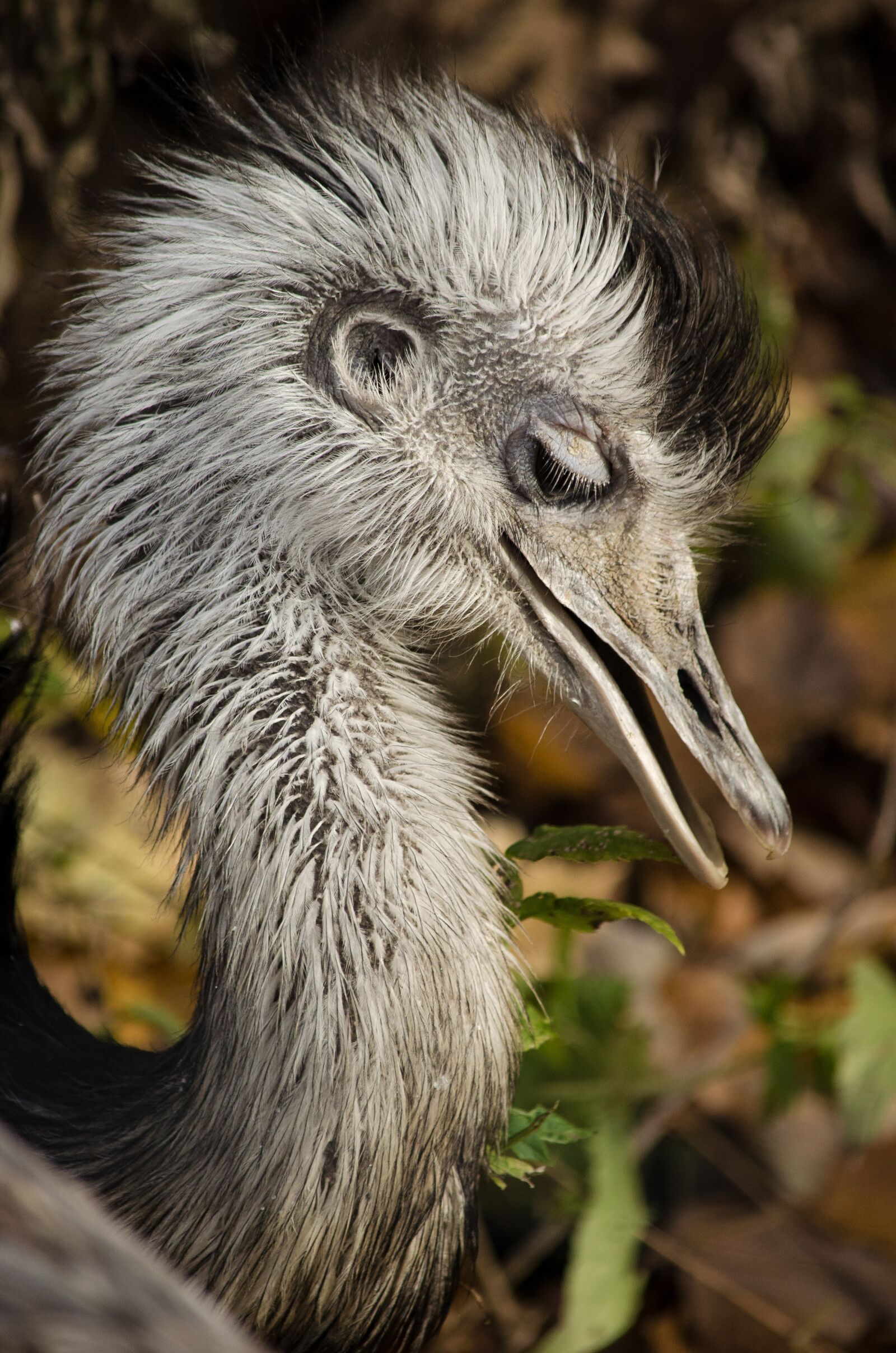 Nikon D5100 sample photo. Rhea bird, south america photography