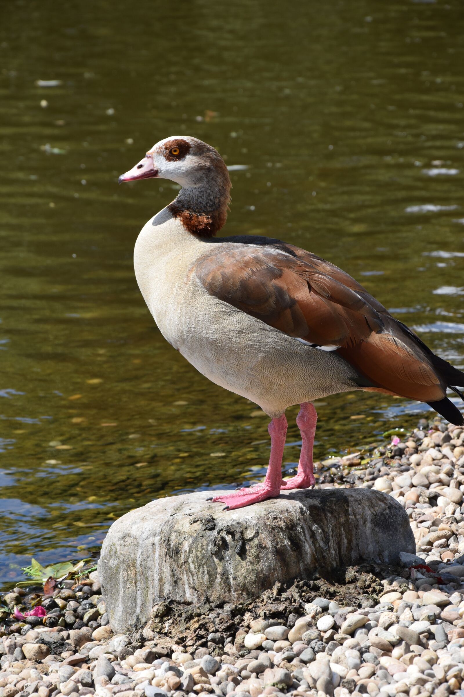 Nikon D5300 sample photo. View, birds, portrait photography
