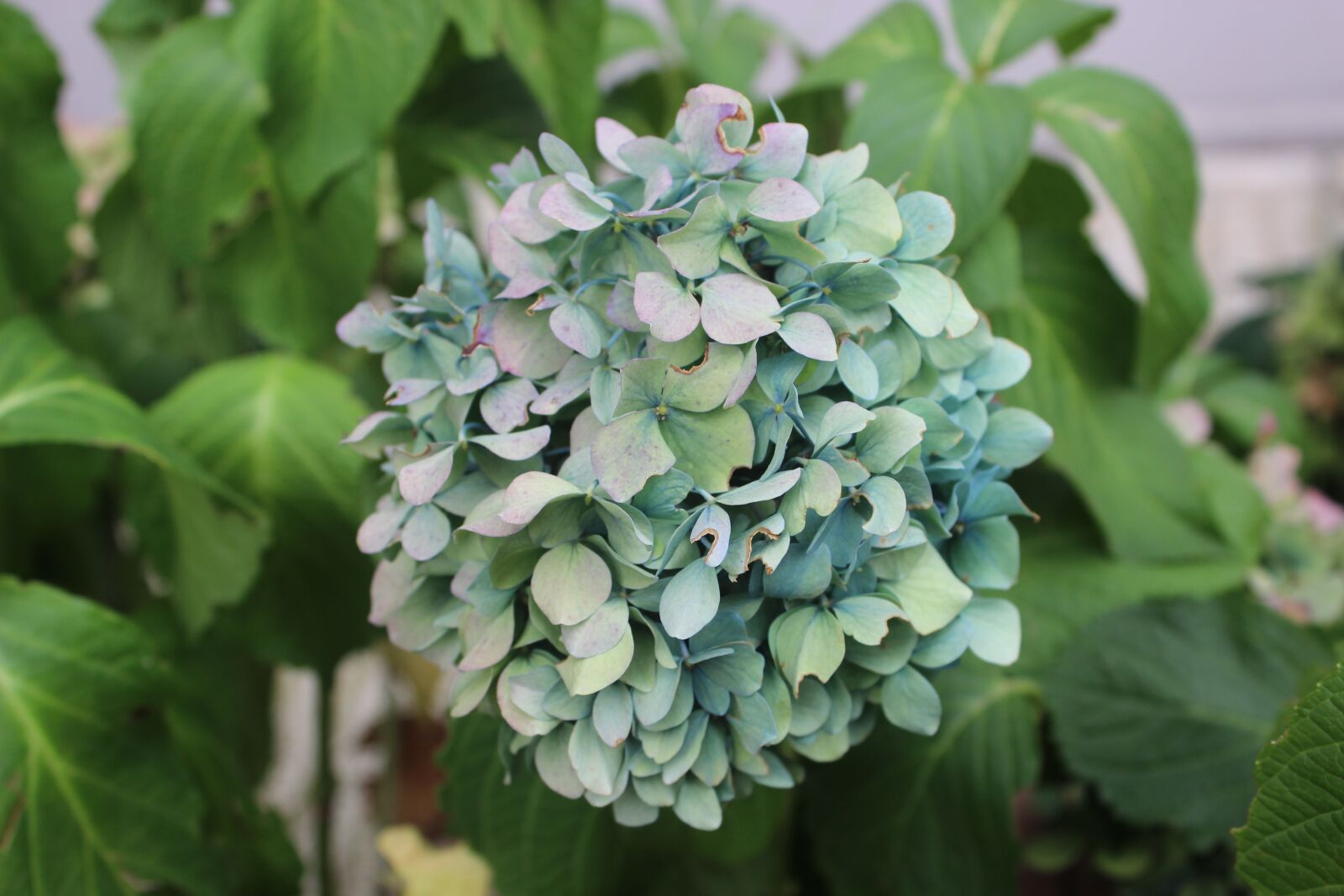 Canon EOS 600D (Rebel EOS T3i / EOS Kiss X5) sample photo. Green, flower, nature photography
