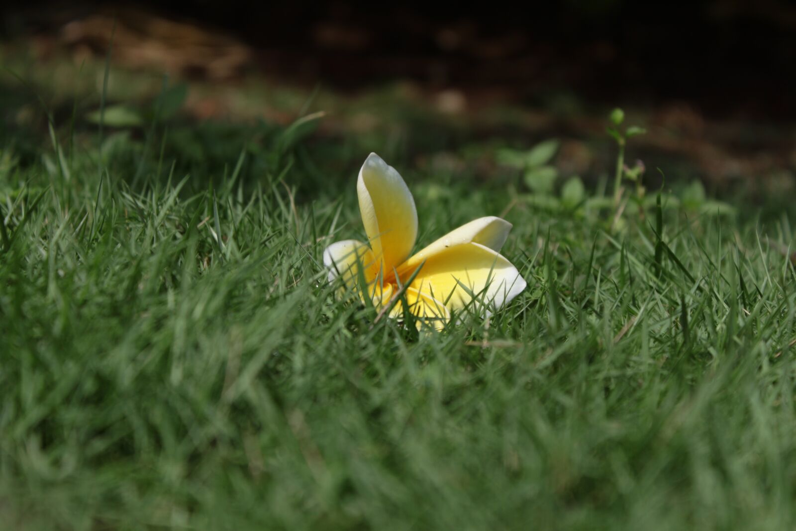 Canon EOS 500D (EOS Rebel T1i / EOS Kiss X3) sample photo. Cambodia, flower, beautiful photography