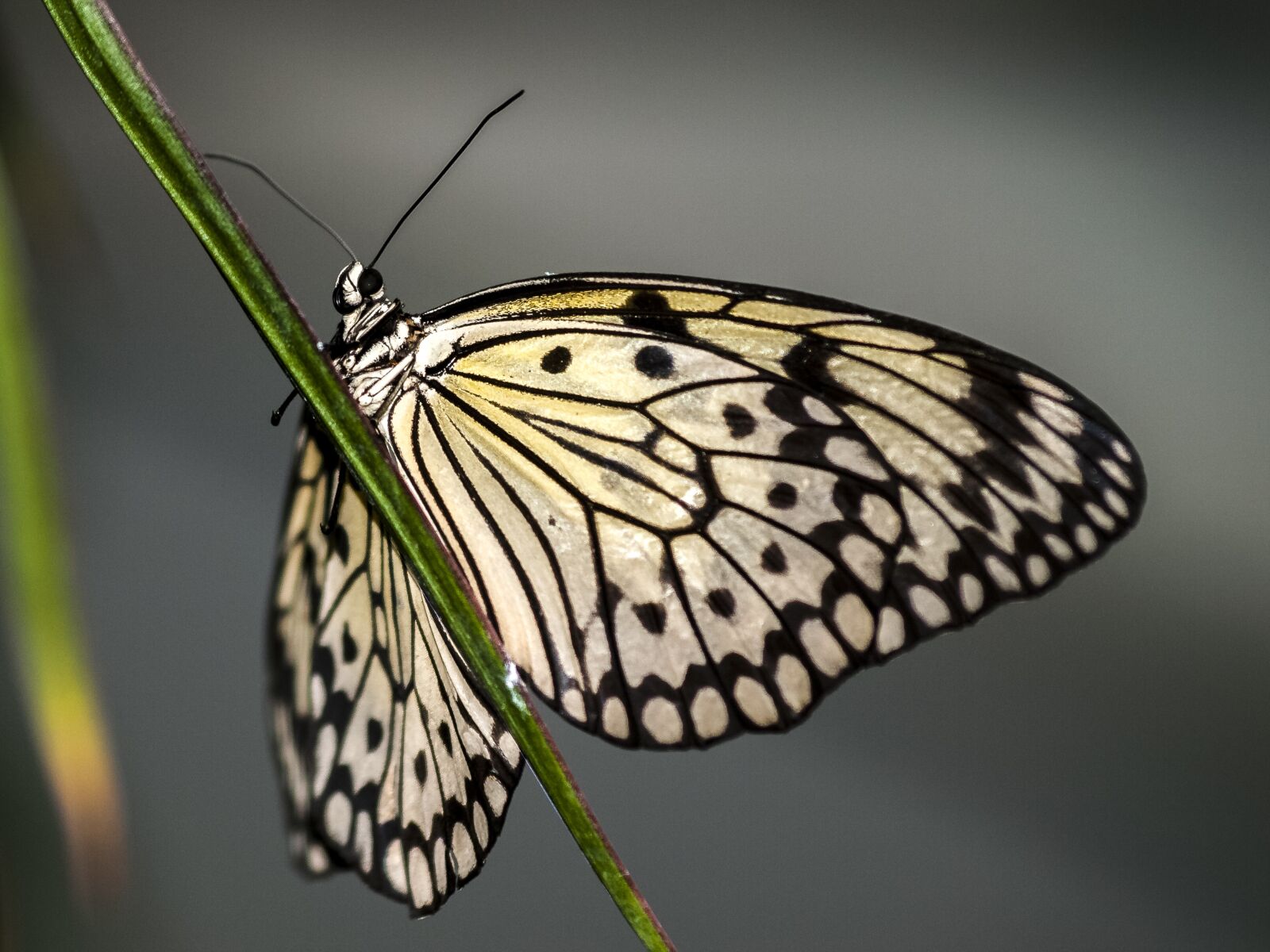 Olympus E-3 sample photo. Butterfly, insect, nature photography