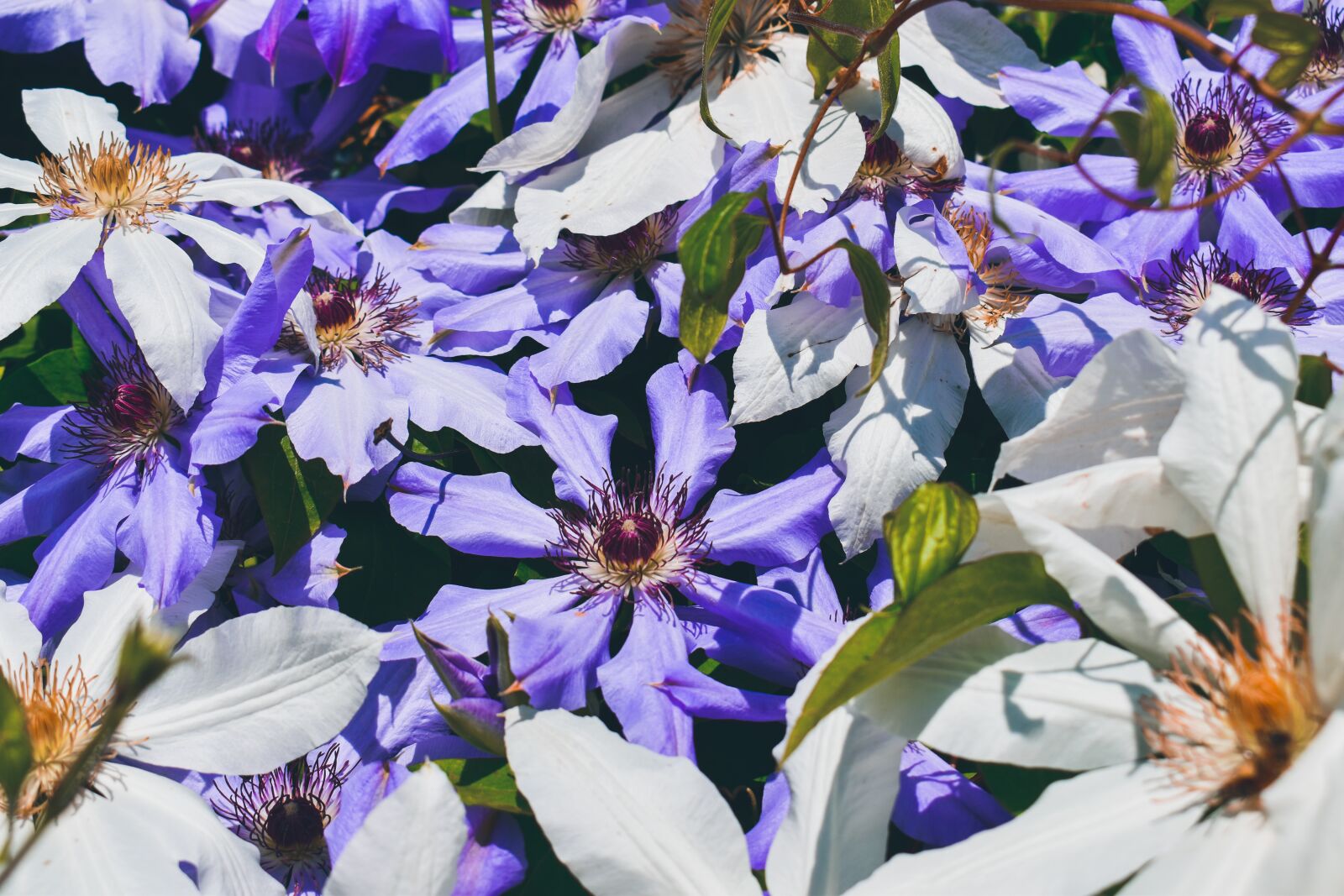 Nikon D3500 sample photo. Flowers, purple, white photography
