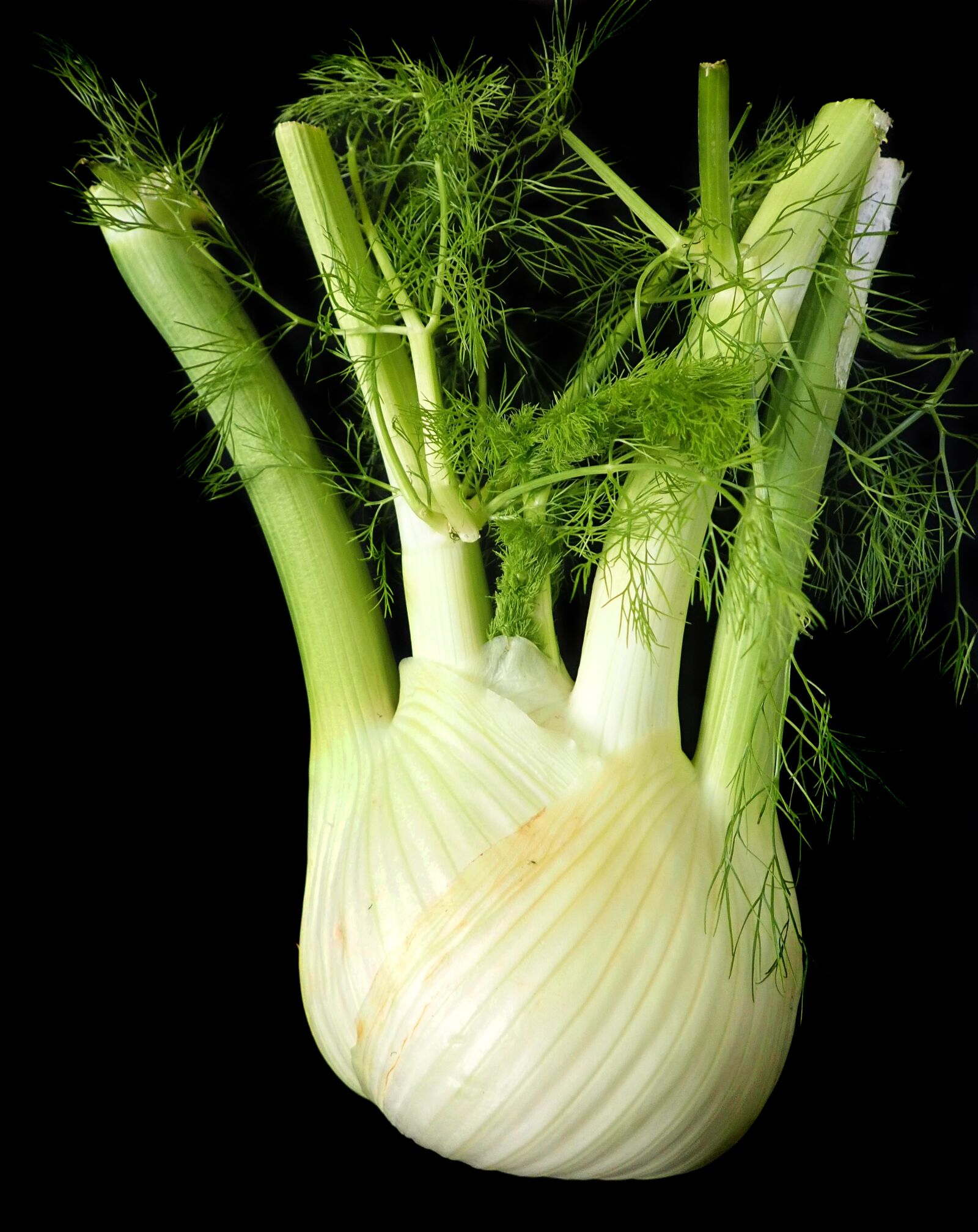 Olympus TG-5 sample photo. Fennel, vegetable, healthy photography