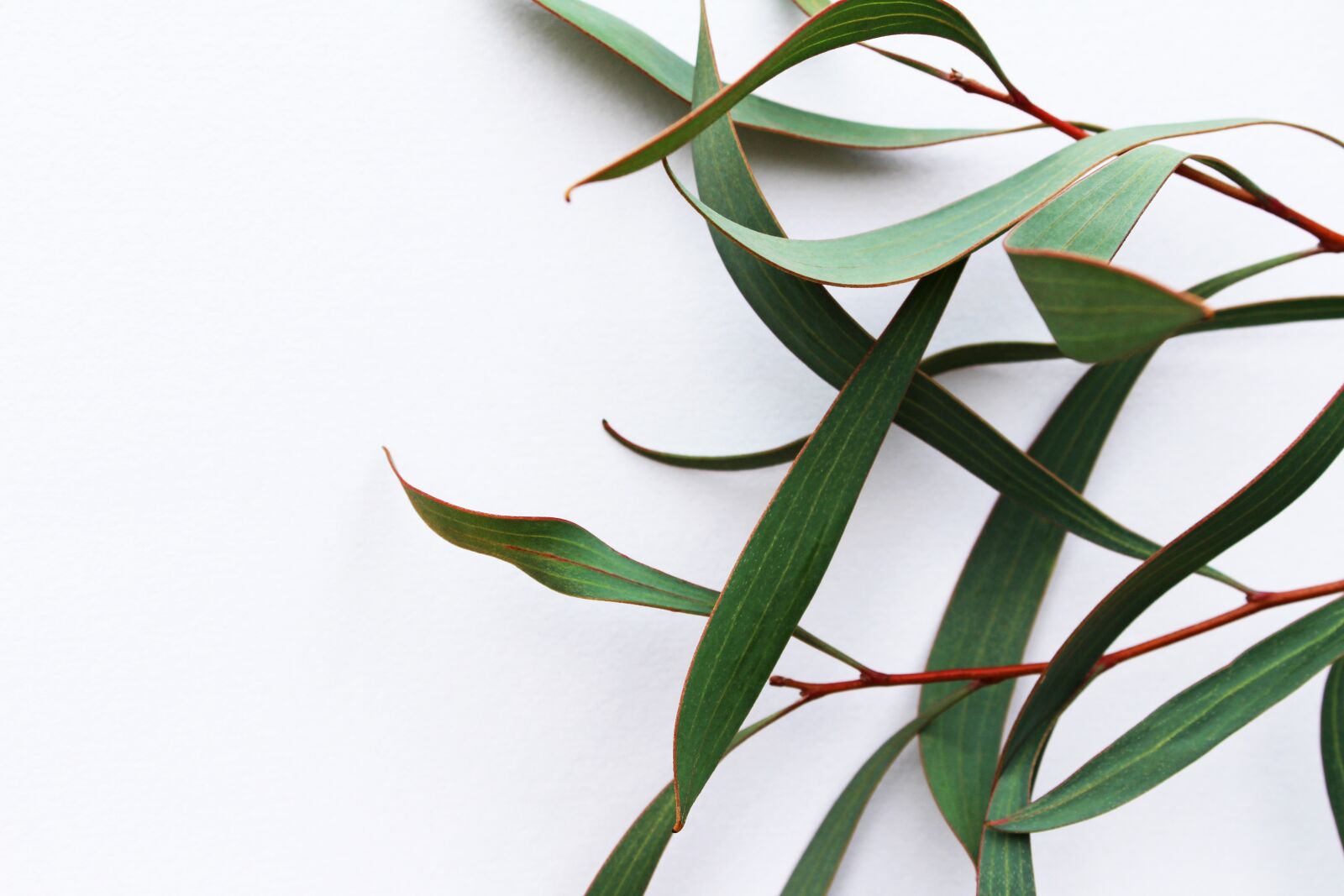 Canon EOS 700D (EOS Rebel T5i / EOS Kiss X7i) sample photo. Green, eucalyptus, leaves photography