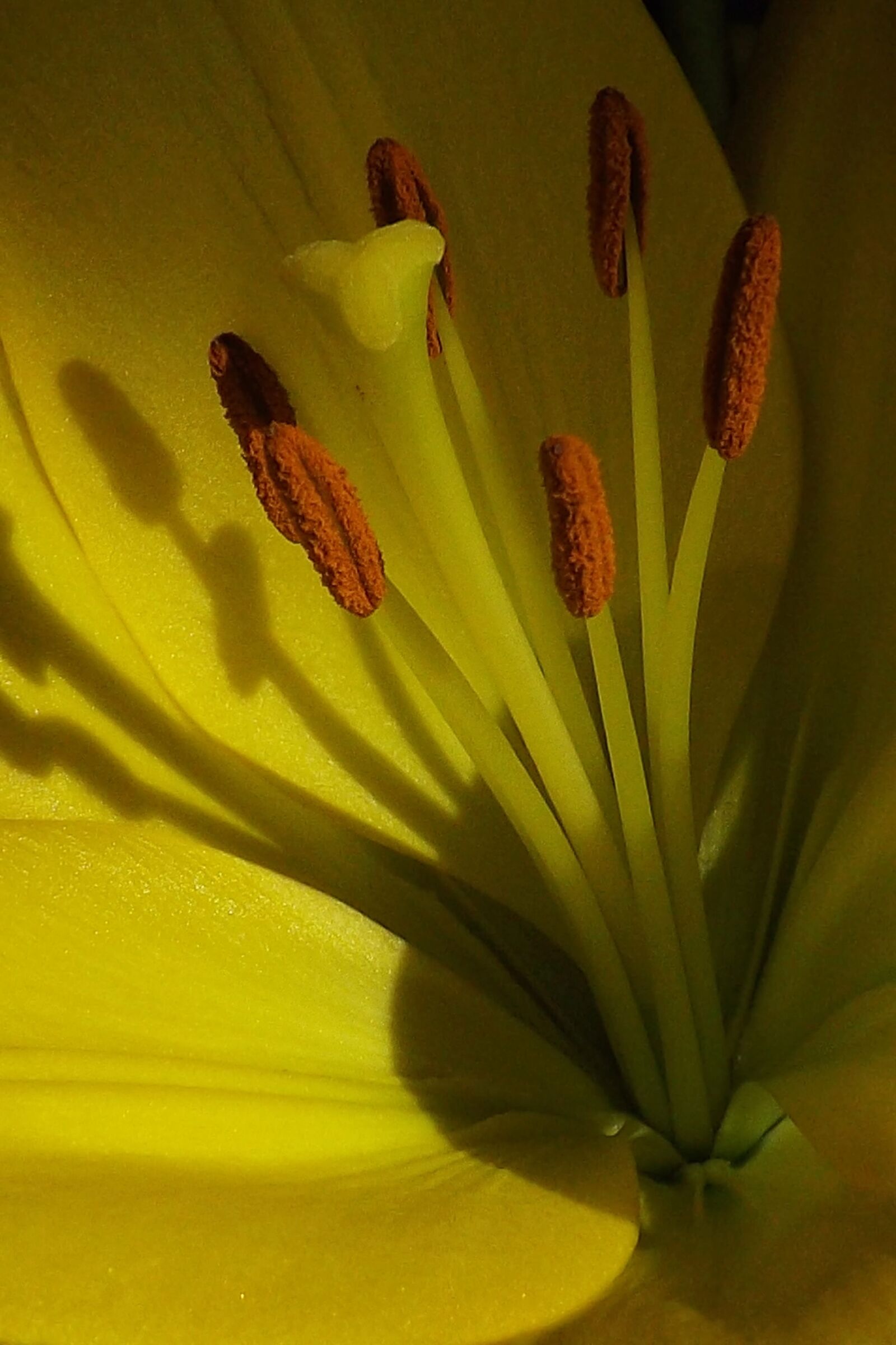 Fujifilm FinePix S4200 sample photo. Nature, macro, flower photography