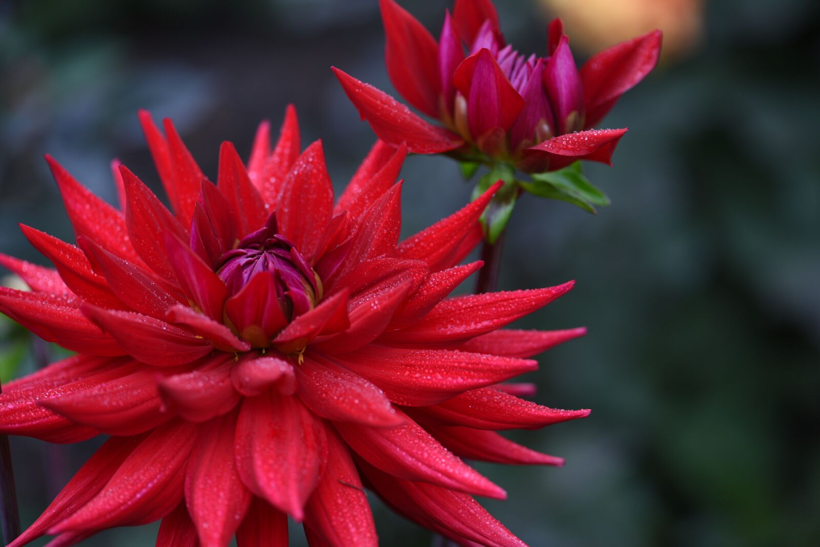 Nikon D750 sample photo. Red, dahlia, bloom photography