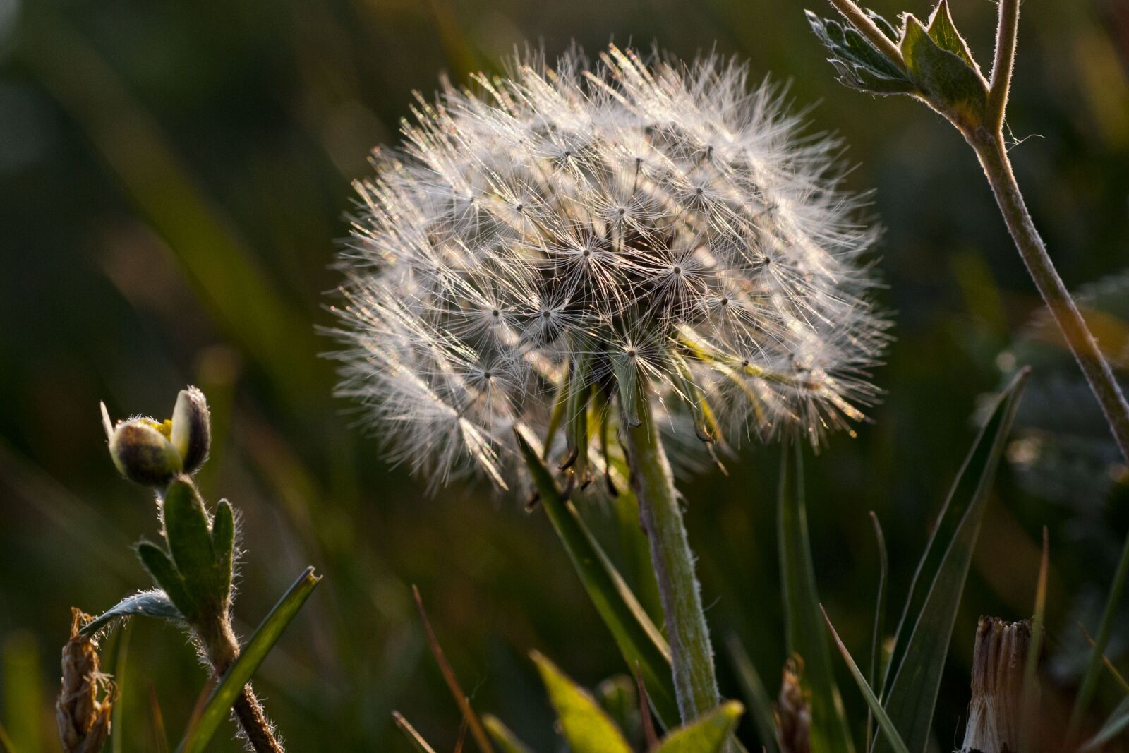 Nikon D80 sample photo. Macro, the scenery, dandelion photography