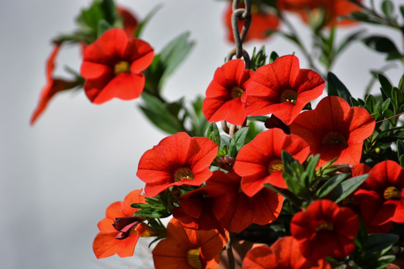 Nikon D5200 sample photo. Spring, flowers, orange photography