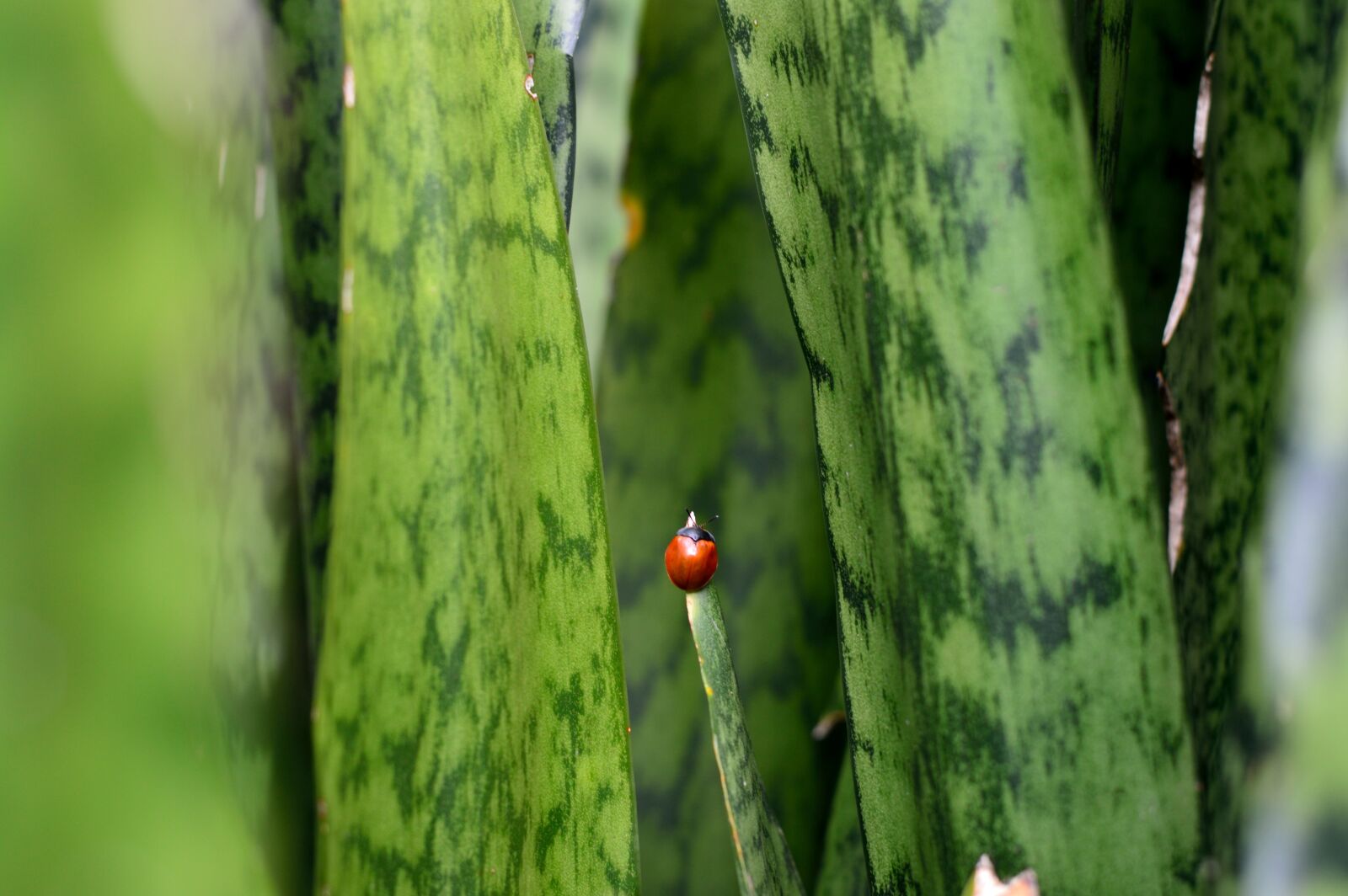 Nikon D3200 sample photo. Green, small, insect photography