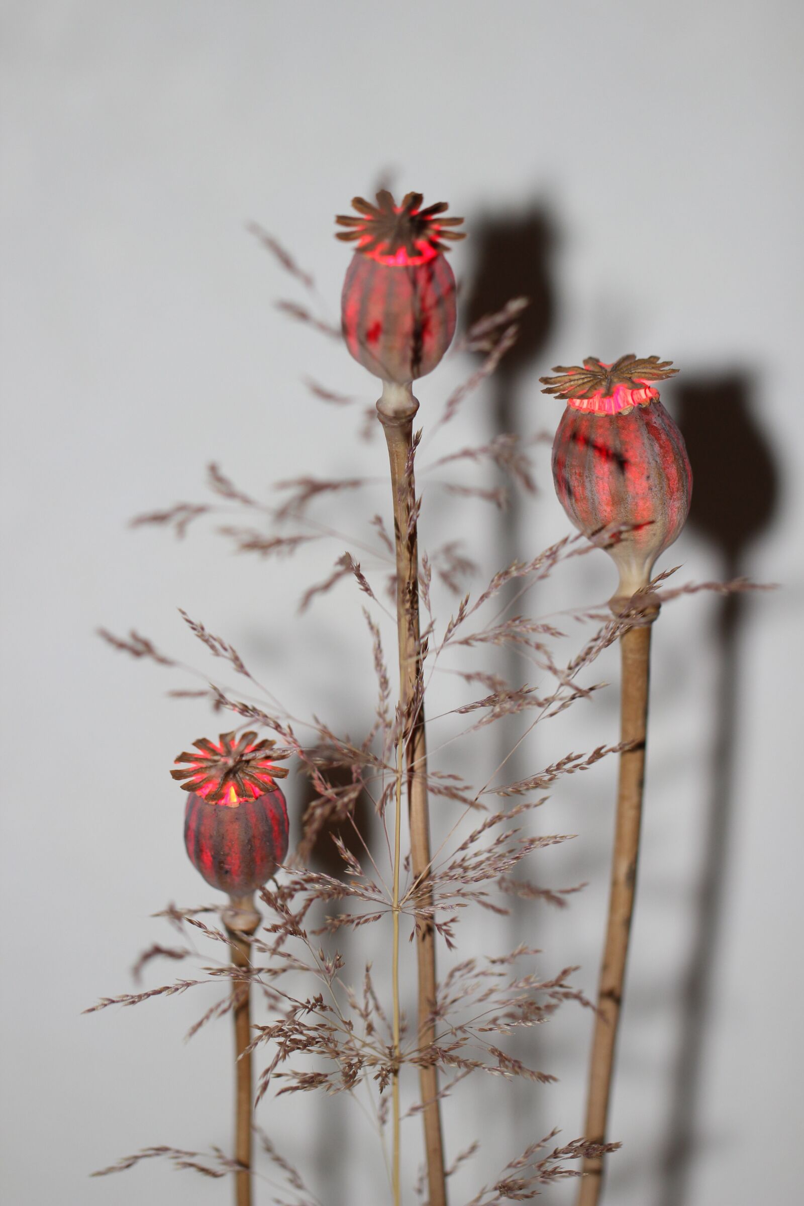Canon EF 100mm F2.8L Macro IS USM sample photo. Poppy, lamp, mood photography