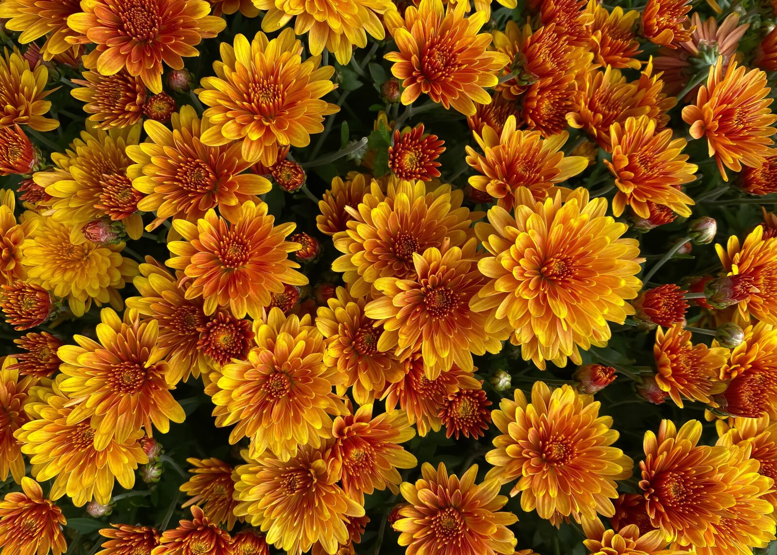 iPhone 11 Pro back triple camera 4.25mm f/1.8 sample photo. Mums, flowers, fall photography