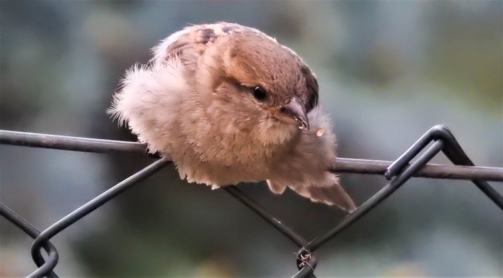 Nikon Coolpix P900 sample photo. Animals, bird, sparrow photography