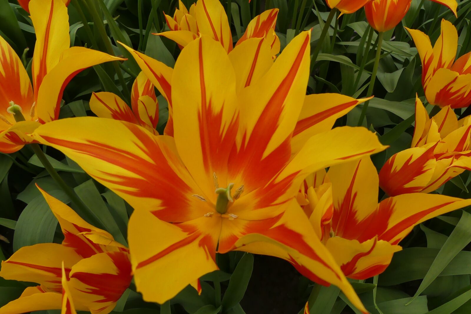 Panasonic Lumix DMC-FZ300 sample photo. Tulip, blossom, bloom photography