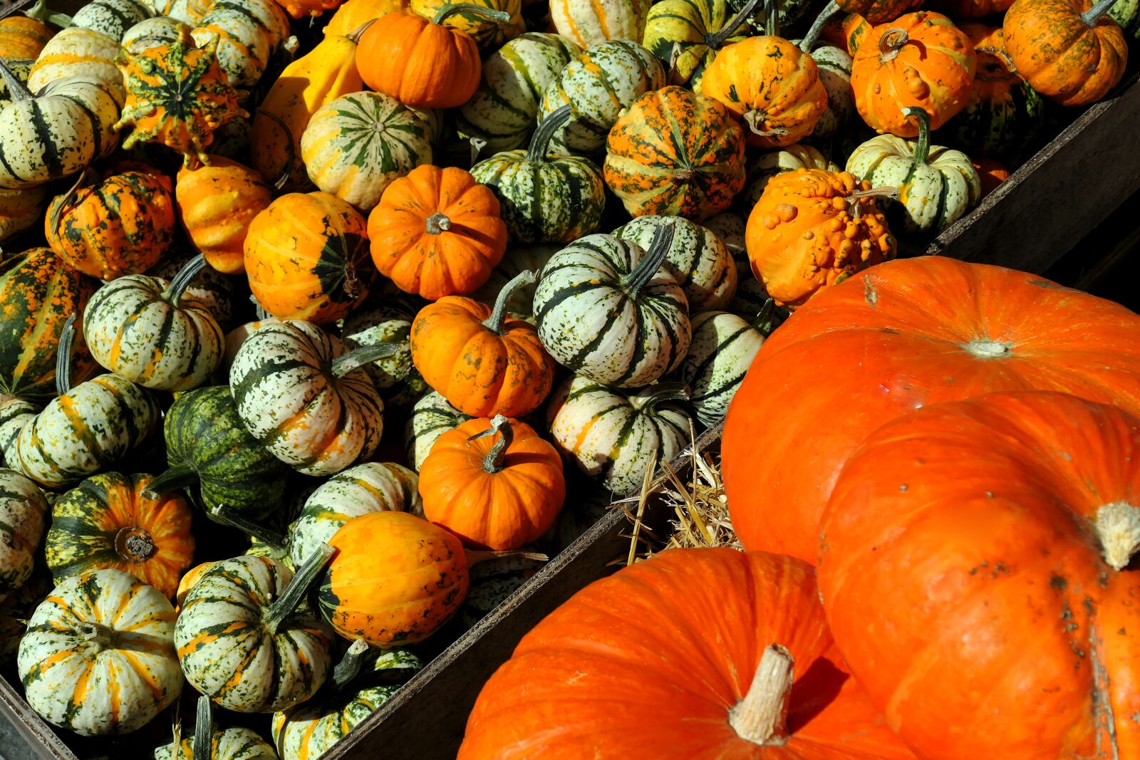 Panasonic Lumix DMC-LX10 (Lumix DMC-LX15) sample photo. Pumpkins, decorative squashes, autumn photography