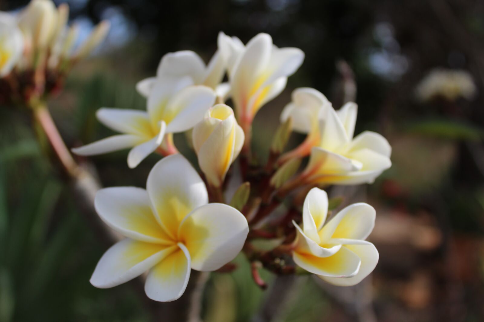 Canon EOS 1300D (EOS Rebel T6 / EOS Kiss X80) sample photo. Flower, white, spring photography