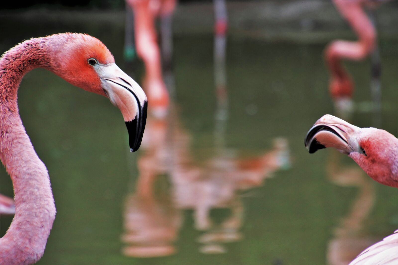 Canon EOS 80D sample photo. Birds, pink, flaming photography